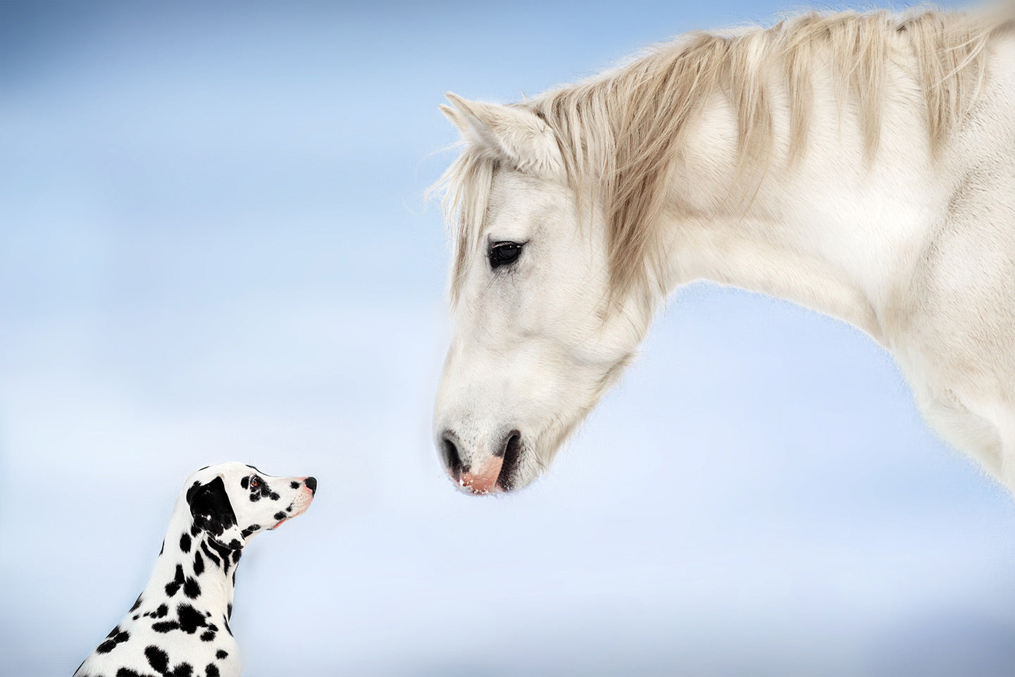 Seminar Telepathie - Tiere
